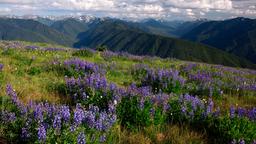 Olympic National Park hotels